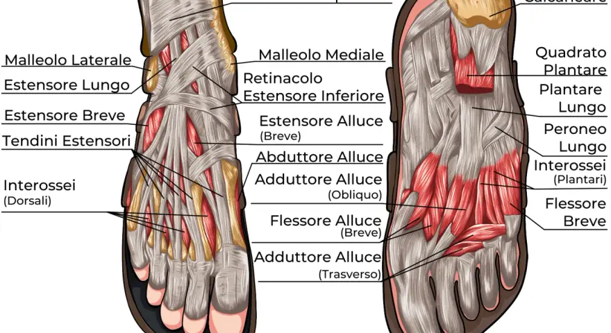 Illustrazione anatomica dei muscoli del piede, mostrando estensori, flessori e interossei, essenziali per il movimento.