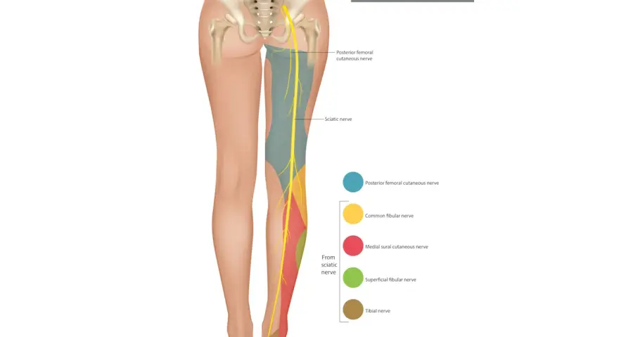Illustrazione anatomica che mostra l'innervazione sensoriale del nervo sciatico, utile per capire come sfiammare nervo sciatico.