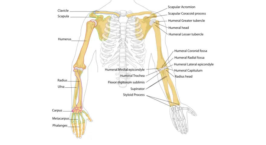 Diagramma scheletrico del braccio umano, che mostra l'avambraccio con radio e ulna, insieme a omero, scapola e clavicola.