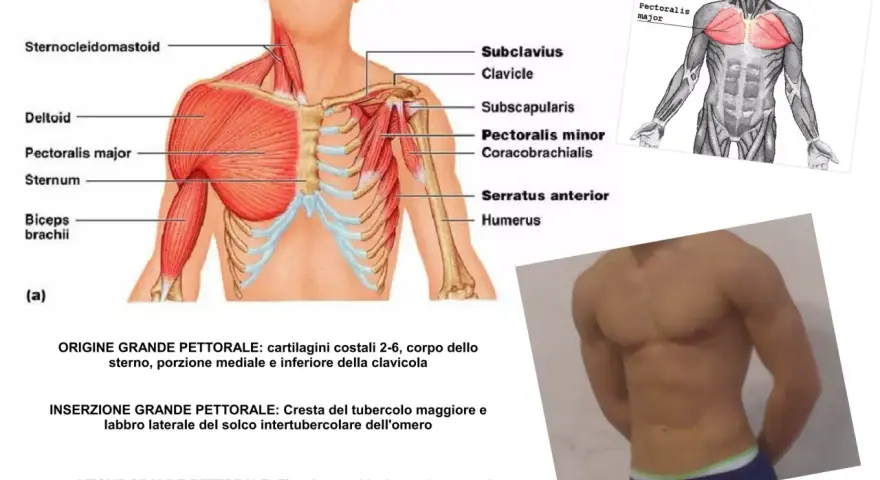 Anatomia del grande pettorale: illustra l'origine, l'inserzione e l'azione, inclusa la flessione dell'omero.