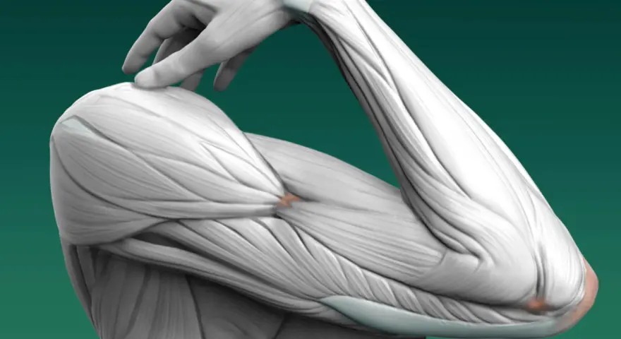 Dettaglio anatomico dei muscoli e delle ossa degli arti superiori, con un dito che tocca la spalla.