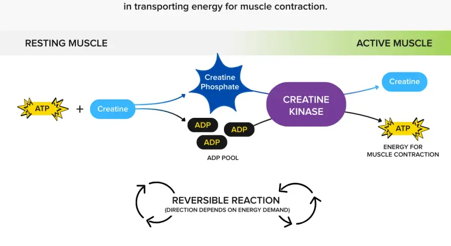 Diagramma del ruolo della creatina fosfato nel fornire energia per la contrazione muscolare. ATP e creatina si trasformano in creatina fosfato e ADP.