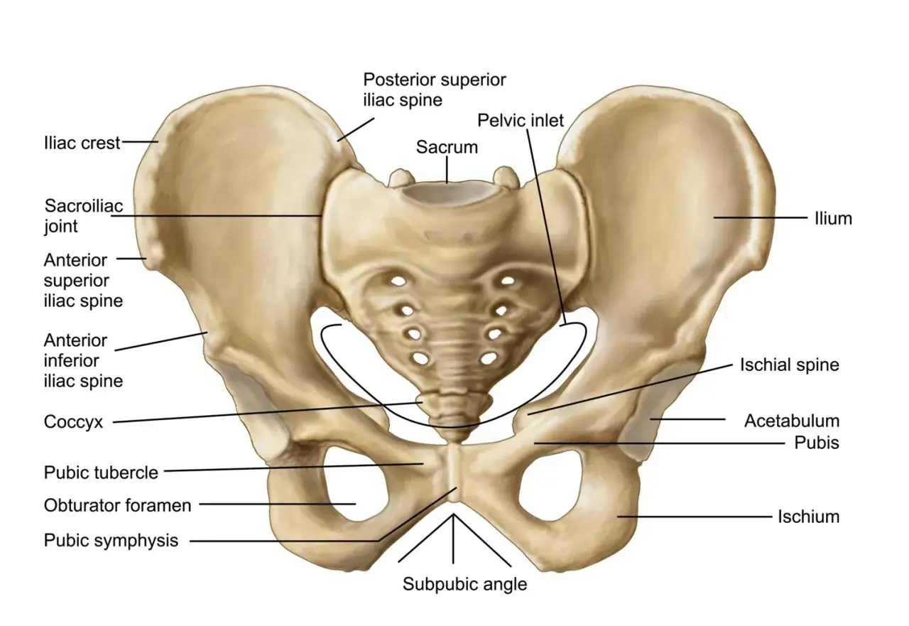 Vista anteriore delle ossa del bacino, con etichette anatomiche che indicano cresta iliaca, sacro, pube, ischio e ileo.