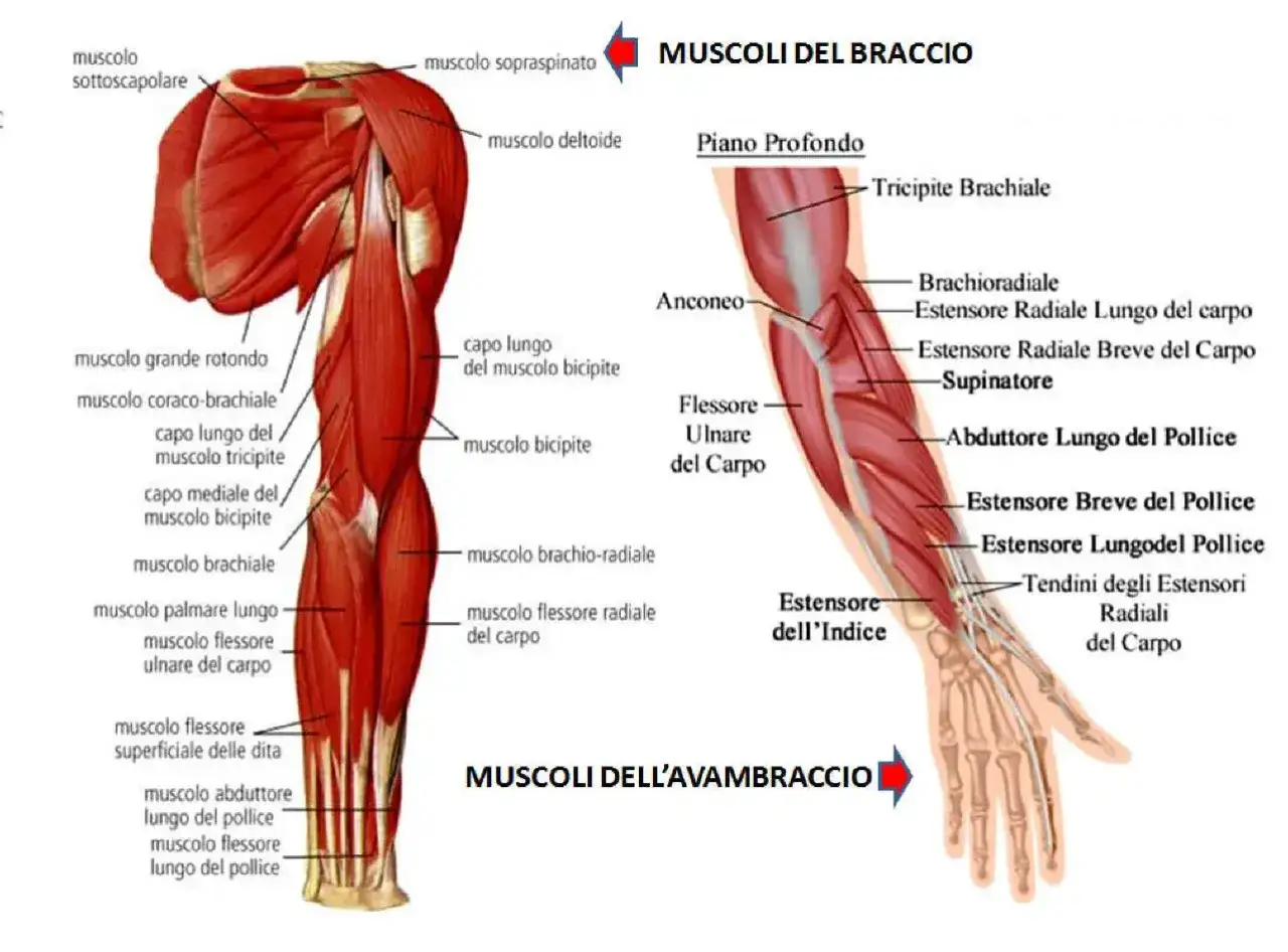 Anatomia muscolare: il braccio e l'avambraccio con i loro muscoli, tra cui il flessore ulnare del carpo e l'estensore radiale del carpo.