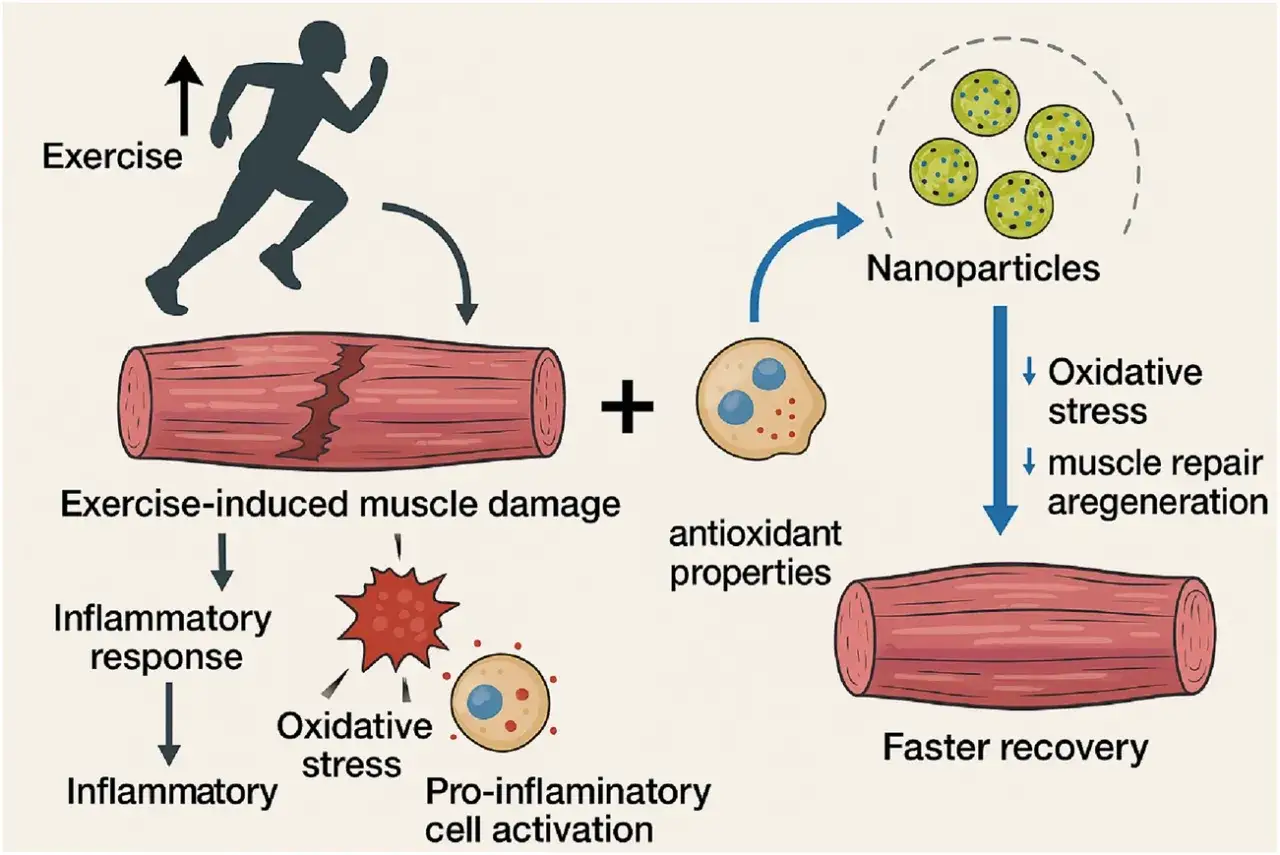 Esercizio fisico causa microlesioni muscolari. Nanoparticelle con proprietà antiossidanti aiutano a ridurre lo stress ossidativo e favorire il recupero muscolare.