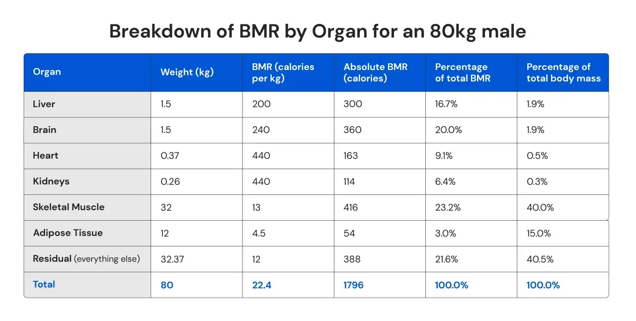 Tabella mostra le calorie a riposo (BMR) per organo in un uomo di 80kg. Il cervello e il fegato consumano pi&ugrave; calorie.
