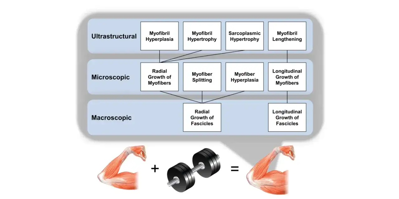 Schema che illustra ipertrofia e iperplasia muscolare, mostrando i meccanismi a livello ultrastrutturale, microscopico e macroscopico, con un braccio che solleva un bilanciere.