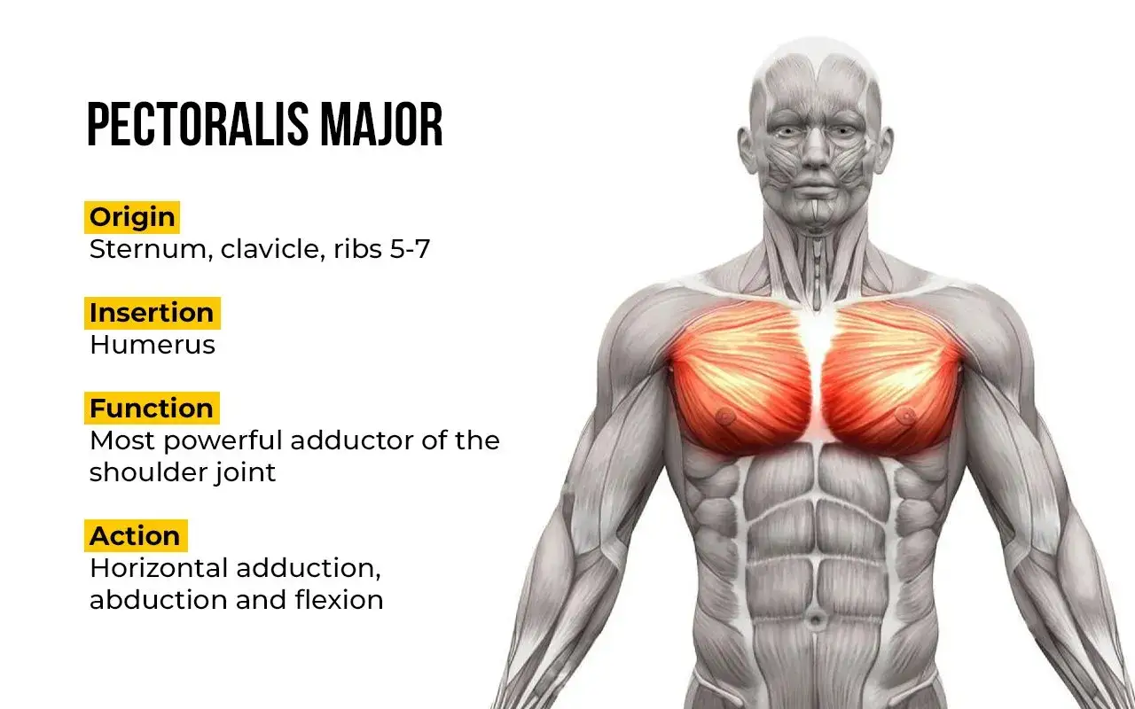 Anatomia del Pectoralis Major, i potenti muscoli del petto che muovono la spalla.