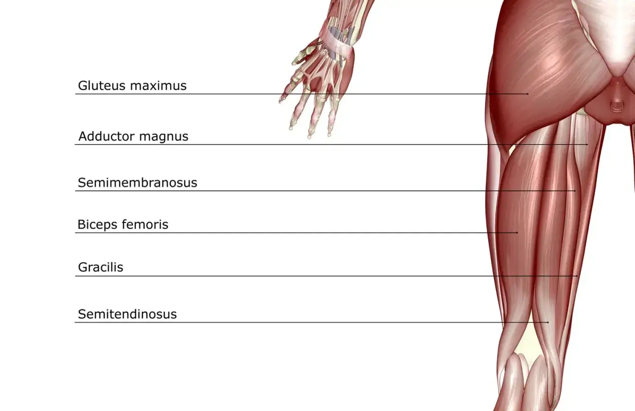 Muscolatura posteriore della coscia: origine e inserzione del bicipite femorale, semitendinoso, semimembranoso, gracile, adduttore magno e grande gluteo.