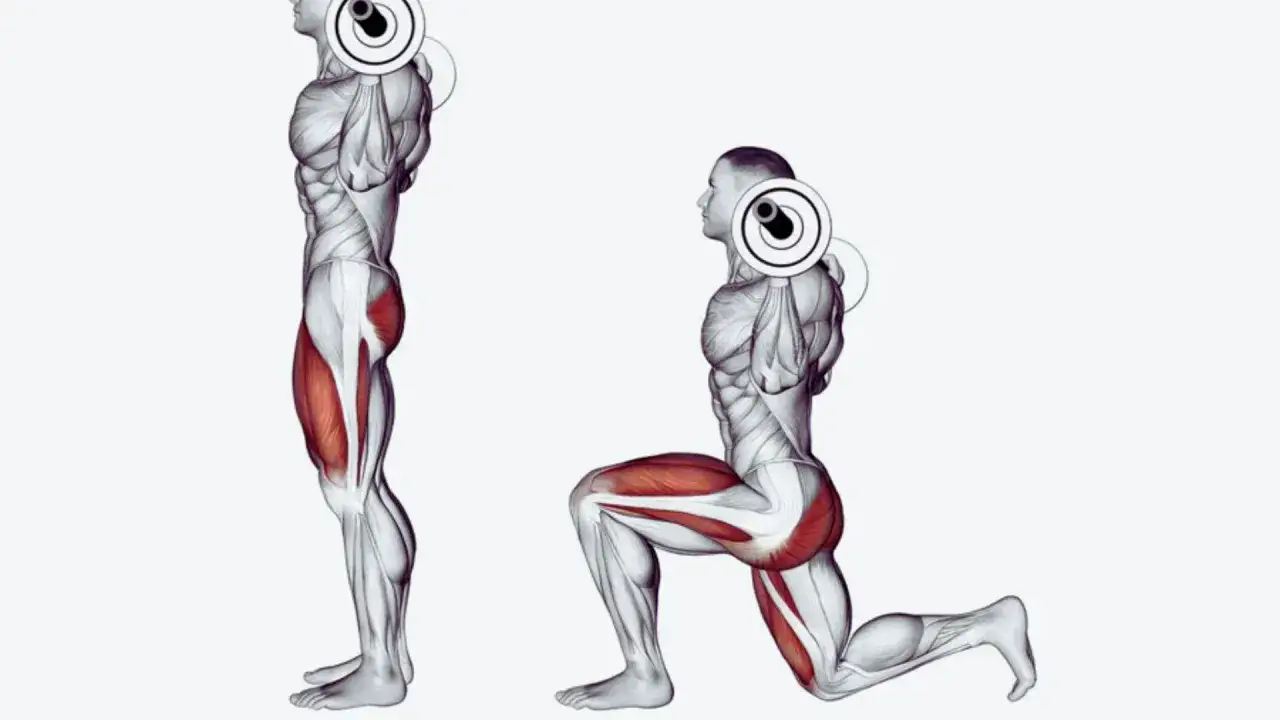 Illustrazione anatomica che mostra i muscoli coinvolti negli affondi indietro con bilanciere.
