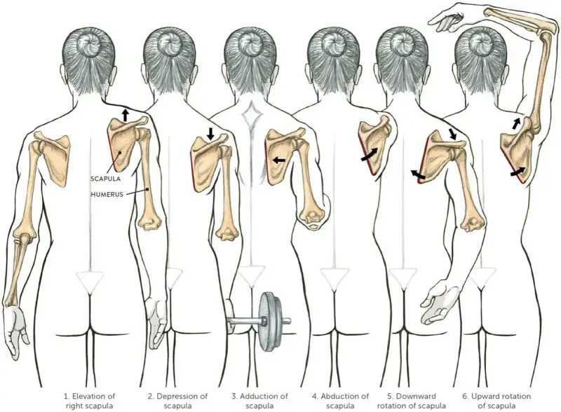 Illustrazione dell'anatomia della scapola e dei movimenti del braccio: elevazione, depressione, adduzione, abduzione, rotazione verso il basso e verso l'alto.