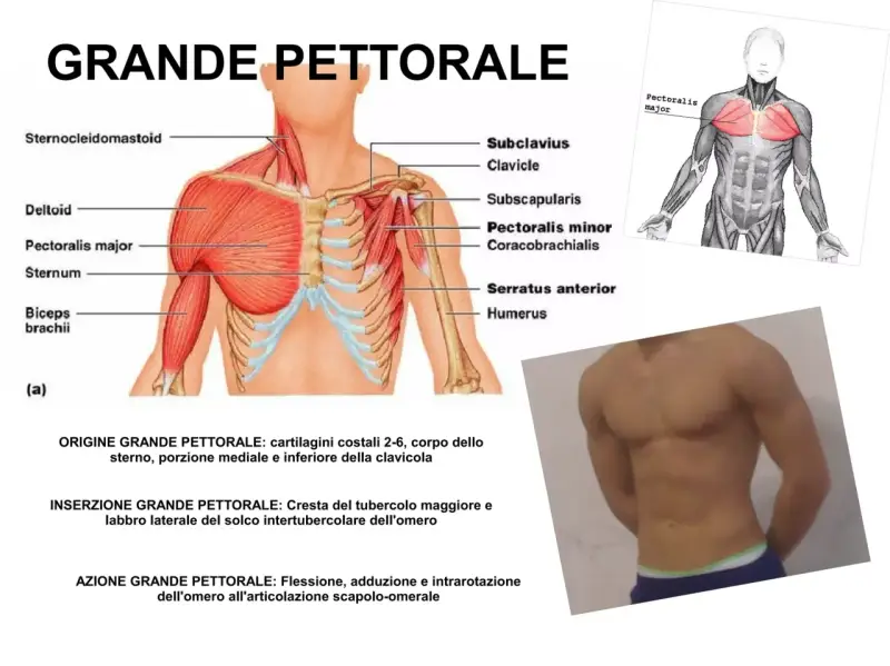 Anatomia del grande pettorale: illustra l'origine, l'inserzione e l'azione, inclusa la flessione dell'omero.